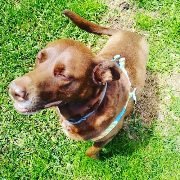 Meet your Posher, Brittany - Picture 4 of 4